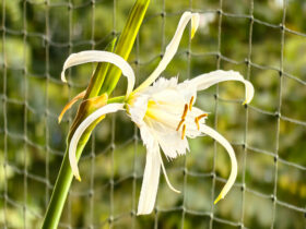 Цъфнала паяковидна лилия на балкон, Hymenocallis в саксия