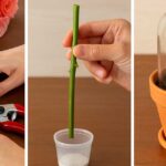 Вкореняване на роза от букет