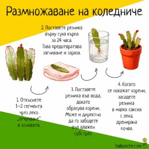 Стъпки за размножаване на коледниче чрез резници – откъсване, подсушаване, вкореняване и засаждане.