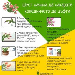 Шест начина да накарате коледничето да цъфти – илюстрация с основните стъпки за стимулиране на цъфтеж.