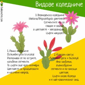 Илюстрация на трите основни вида коледниче – ранно коледниче (Schlumbergera truncata), класически коледен кактус (Schlumbergera × buckleyi) и великденско коледниче (Hatiora/Rhipsalidopsis gaertneri), с описани отличителни белези и време на цъфтеж.