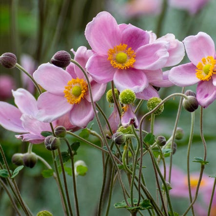 Нощни цветя – японска анемона (Anemone hupehensis) с нежни розови цветове