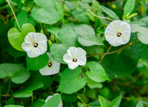 Нощни цветя – лунно цвете (Ipomoea alba) с бели фуниевидни цветове върху увивно растение