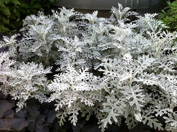 Нощни цветя – сребриста цинерария (Jacobaea maritima) със светли сребристи листа