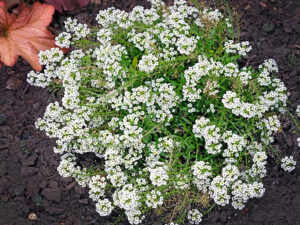 Нощни цветя – алисум (Lobularia maritima) с множество малки бели ароматни цветове