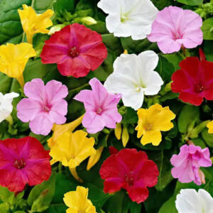 Нощни цветя – нощна красавица (Mirabilis jalapa) с цветове в различни цветове