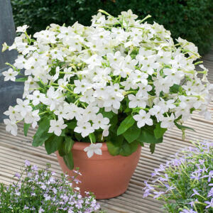 Нощни цветя – декоративен тютюн (Nicotiana alata) с бели ароматни цветове в саксия