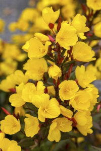 Нощни цветя – вечерна иглика (Oenothera biennis) с яркожълти цветове, които се отварят привечер